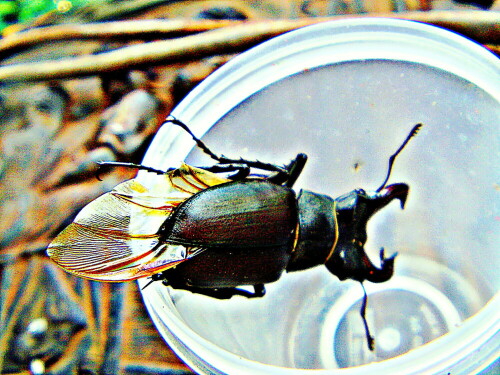 hirschkafer-lucanus-cervus-l-1758-in-einem-becher-30092.jpeg