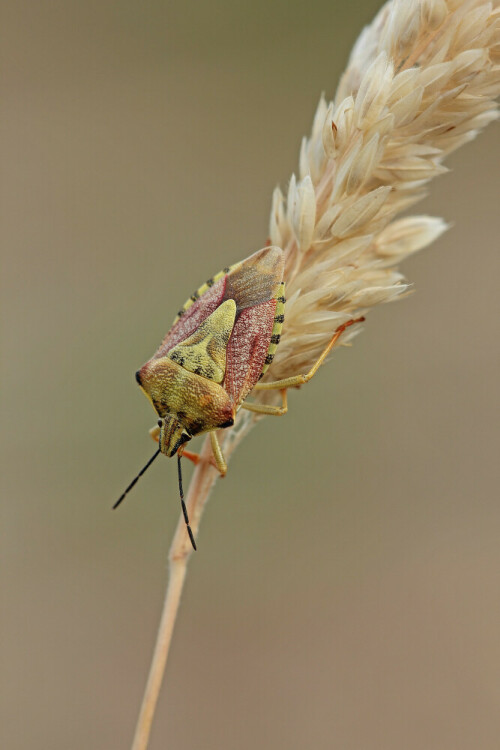 Beerenwanze

Aufnameort: Odenwald
Kamera: Canon EOS 60D