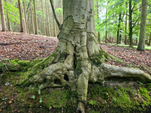 

Aufnameort: bei Greifswald
Kamera: Panasonic Lumix FZ 330