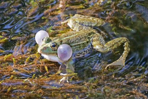 seefrosch-mit-schallblasen-30122.jpeg