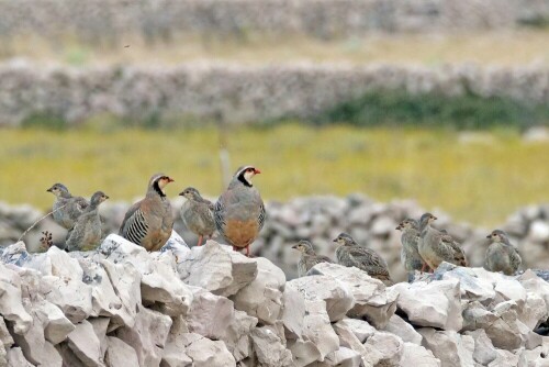 steinhuhn-familie-30140.jpeg