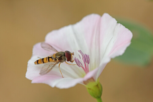 Schwebfliege auf Ackerwindenblüte

Aufnameort: Odenwald
Kamera: Canon EOS 60D