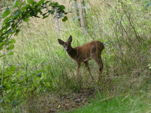 

Aufnameort: Triesdorf im Wald
Kamera: Panasonic Lumix FZ 330