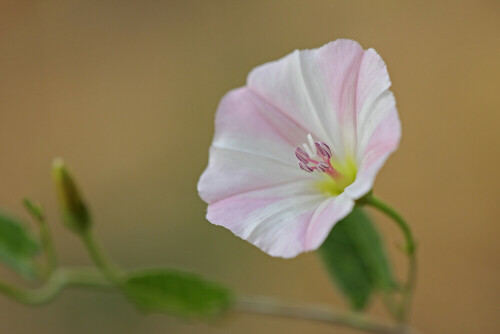 Ackerwinde

Aufnameort: Odenwald
Kamera: Canon EOS 60D