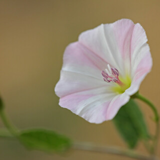 ackerwinde-30155
