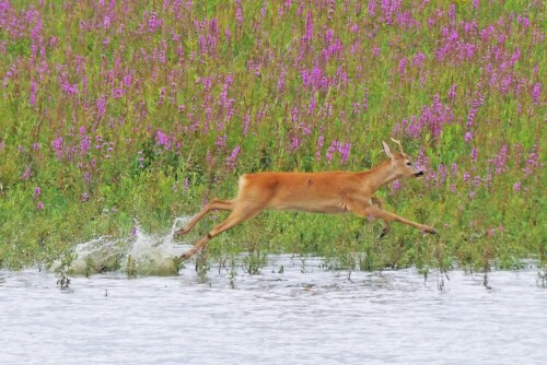 flucht-im-wasser-30180.jpeg