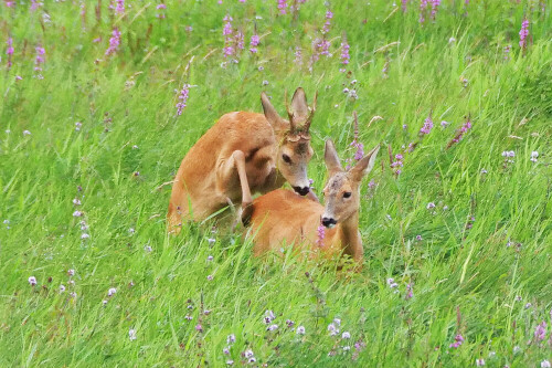 

Aufnameort: d lippborg
