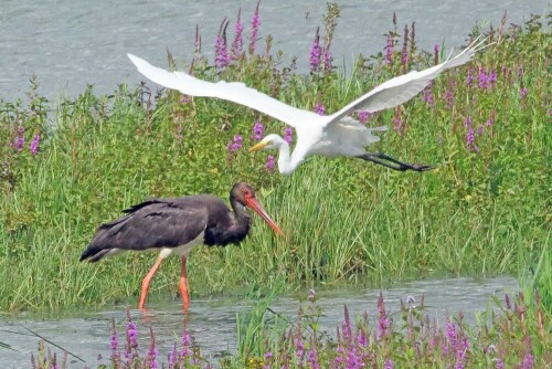 

Aufnameort: lippborg
