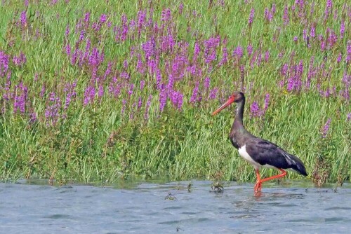 

Aufnameort: lippborg
