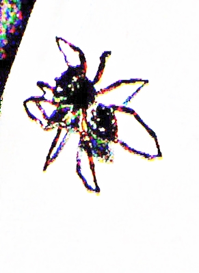 Eine Art Springspinne, die sich oft in Sümpfen oder nassen Wiesen aufhalten kann.
https://wiki.arages.de/index.php?title=Attulus_floricola

Aufnameort: Eiershausen Garten
Kamera: Medion Camcorder