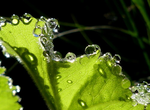 

Aufnameort: Weidenbach in meinem Garten
Kamera: Panasonic Lumix FZ 330