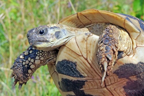 griechische-landschildkrote-30277.jpeg