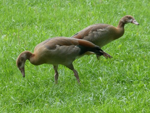 Nachwusch der Nilgänse

Aufnameort: An der Schmiech bei Schelklingen
Kamera: Panasonic TZ D 96