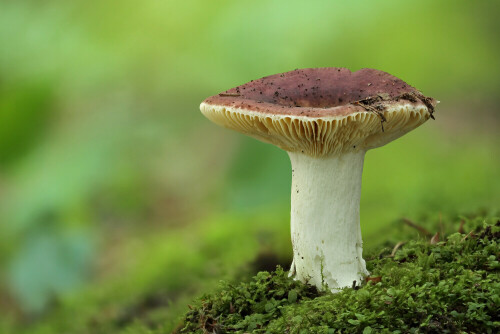 Speisetäubling

Aufnameort: Odenwald
Kamera: Canon EOS 60D