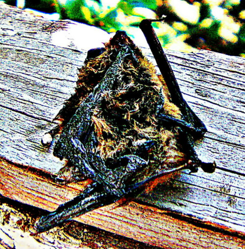 Die Zwergfledermäuse gehören auch zur Familie der Glattnasen(Vespertilionidae).
Neben der MückenfledermausPipistrellus pygmaeus(Leach 1825) ist die Zwergfledermaus die kleinste Art ihrer Gattung(Pipistrellus).
https://de.wikipedia.org/wiki/Zwergfledermaus
{Warnender Hinweis: Zu starke Klebefallen können nicht nur den Schadinsekten, sondern auch ihren Räubern verhängnisvoll werden.
(Siehe auch Leimrutenfang von Vögeln)!}

Aufnameort: Eiershausen
Kamera: Medion Camcorder