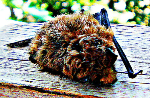 zwergfledermaus-pipistrellus-p-30230.jpeg