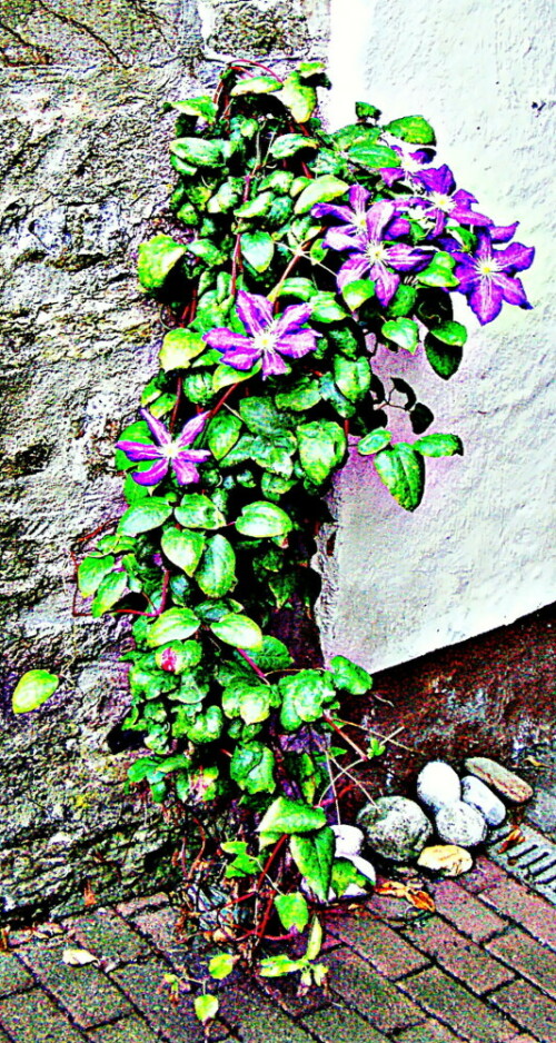 clematis-hybride-clematis-l-30242.jpeg