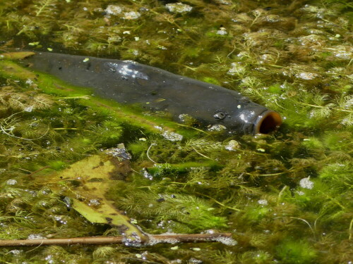 

Aufnameort: Dennenloher Weiher
Kamera: Panasonic Lumix FZ 330