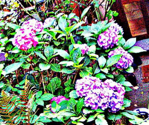 gartenhortensie-hydrangea-macrophylla-thunb-ser-30297.jpeg