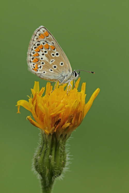 Kleiner Sonnenröschen-Bläuling

Aufnameort: Odenwald
Kamera: Canon EOS 60D