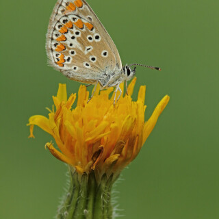 kleiner-sonnenroschen-blauling-30287