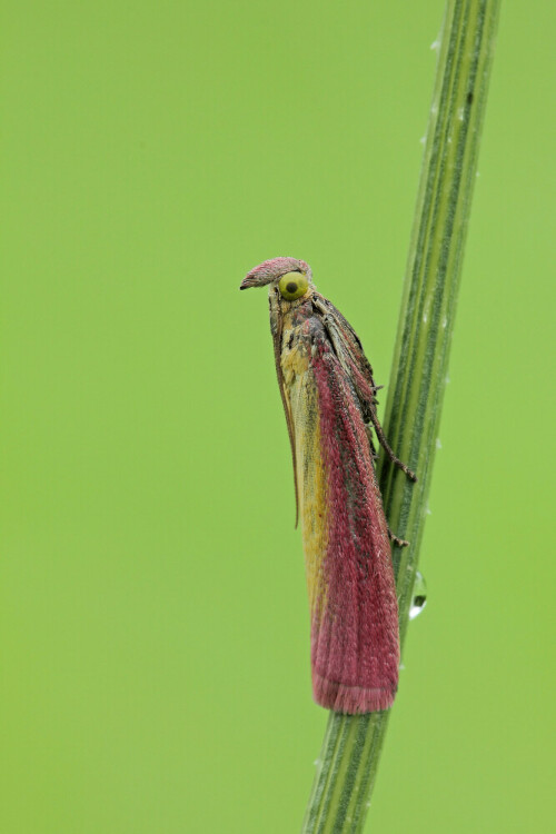 Rhabarber Zünsler

Aufnameort: Odenwald
Kamera: Canon EOS 60D