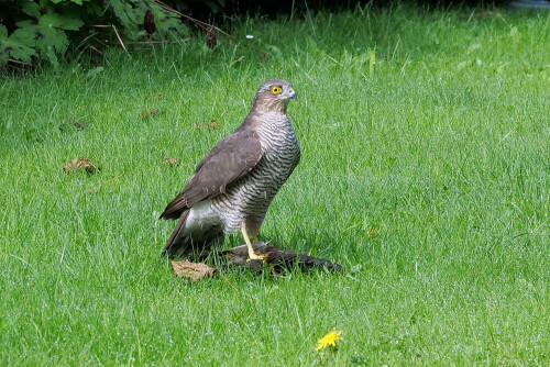 sperber-schlagt-amsel-30319.jpeg