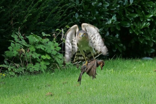 sperber-tragt-amsel-weg-30320.jpeg