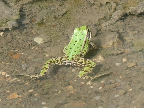 Auch ein Teichfrosch gibt sich mal mit einer Wasserpfütze zufrieden.

Aufnameort: Mooswaldsee Leipheim
Kamera: Panasonic TZ 96 D