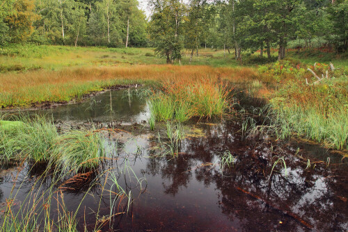 NSG Rotes Wasser

Aufnameort: Odenwald
Kamera: Canon EOS 7D