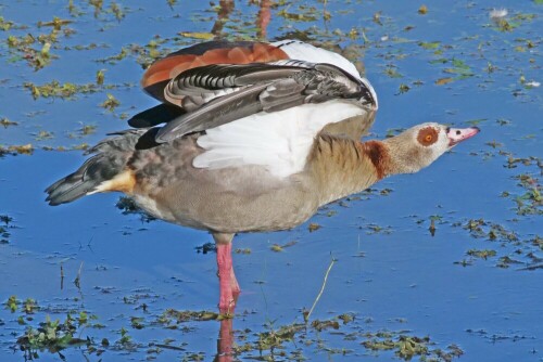 nilgans-ubt-sturzflug-30318.jpeg