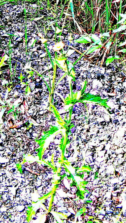 raue-gansedistel-sonchus-asper-l-hill-30334.jpeg
