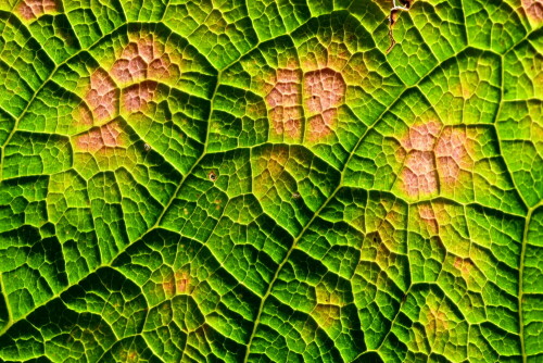 

Aufnameort: Weidenbach in meinem Garten
Kamera: Nikon D500