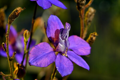 

Aufnameort: Weidenbach in meinem Garten
Kamera: Nikon D500