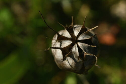 

Aufnameort: Weidenbach in meinem Garten
Kamera: Nikon D500