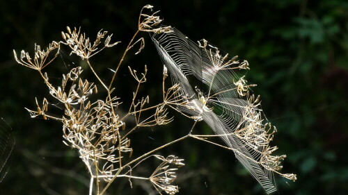 wunderschone-insektenfangeinrichtung-30329.jpeg