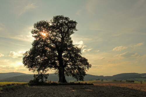 Naturdenkmal Russeneiche

Aufnameort: Odenwald
Kamera: Canon EOS 7D