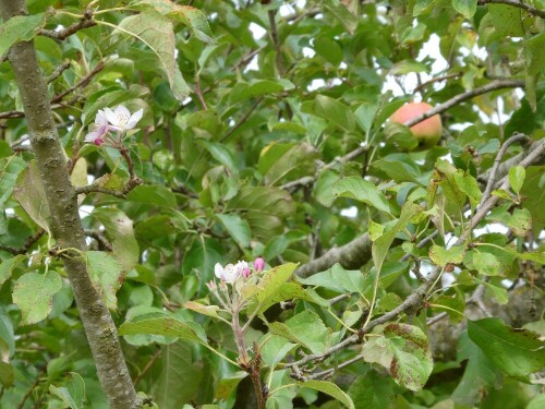 Die Natur spielt verrückt.

Aufnameort: Unterweiler
Kamera: Panasonic TZ 96 D