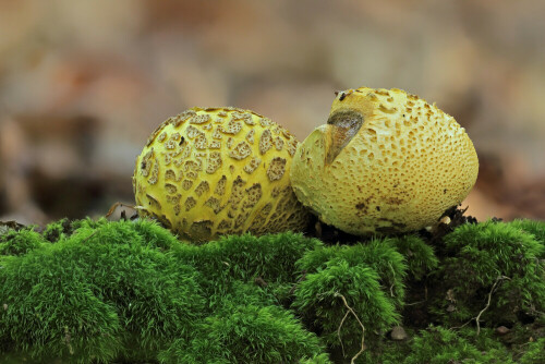 Dickschaliger Kartoffelbovist

Aufnameort: Odenwald
Kamera: Canon EOS 60D