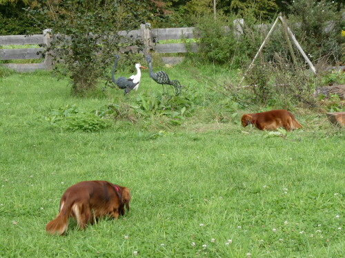 Der Storch hat keine Angst vor den Hunden!

Aufnameort: Ersingen
Kamera: Panasonic TZ 96 D