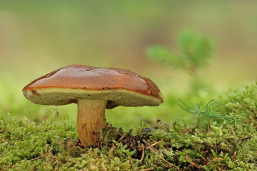 Maronenröhrling

Aufnameort: Odenwald
Kamera: Canon EOS 60D