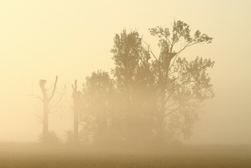 Morgennebel in den Bruchwiesen

Aufnameort: Büttelborn
Kamera: Canon EOS 7D