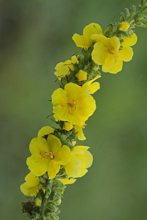 Windblumen-Königskerze

Aufnameort: Rheinebene
Kamera: Canon EOS 7D