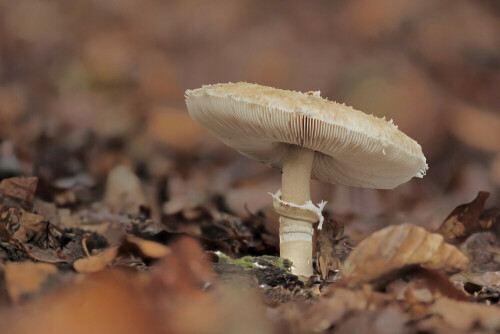 Riesenschirmling

Aufnameort: Odenwald
Kamera: Canon EOS 60D