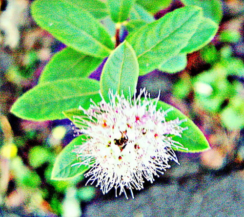 Eine Art Spierstrauch, die rosafarben blüht.
Auch die Spiersträucher gehören zur Familie der Rosengewächse(Rosaceae).
Im westlichen Nordamerika soll es drei Varietäten geben.
https://de.wikipedia.org/wiki/Spierstr%C3%A4ucher


Aufnameort: Eiershausen Garten
Kamera: Medion Camcorder