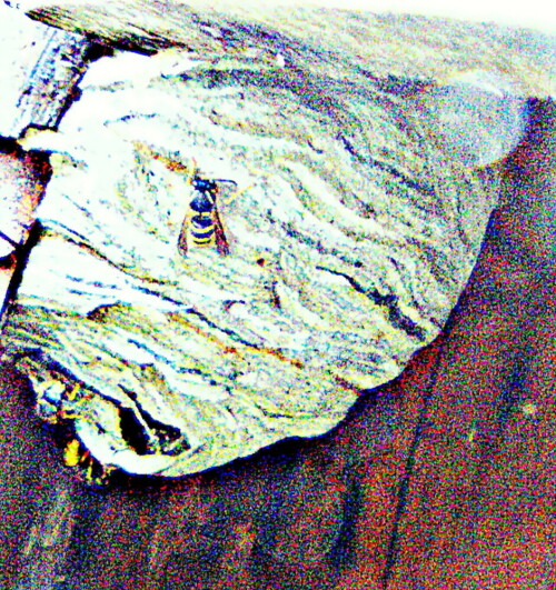 nest-der-gemeinen-wespe-vespul-30452.jpeg