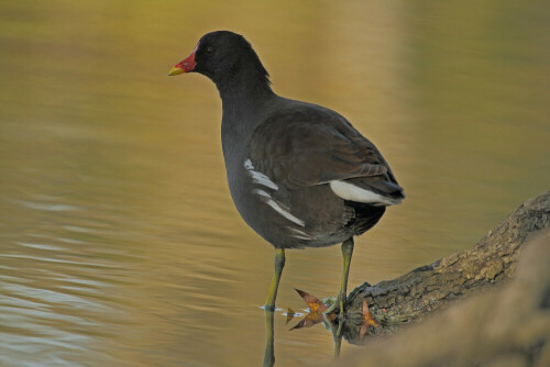 teichralle

Aufnameort: Rheinebene
Kamera: Canon EOS 7D