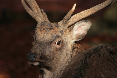 Aufnahmeort:	Odenwald
Kamera:		Canon EOS 60D
Objektiv:		Canon EF 100-400mm

# 00005