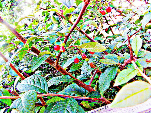 zwergmispel-cotoneaster-integerrimus-medik-30460.jpeg