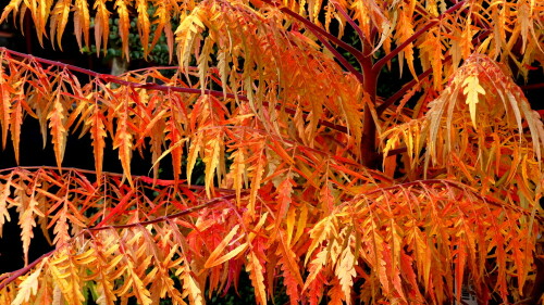 

Aufnameort: Blumeninsel am Altmühlsee
Kamera: Panasonic Lumix FZ 330